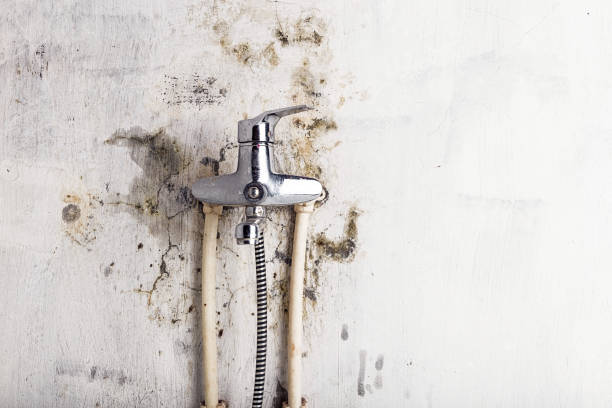 Best Office Mold Removal Services  in Despard, WV