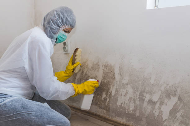 Best Toxic Mold Removal  in Despard, WV