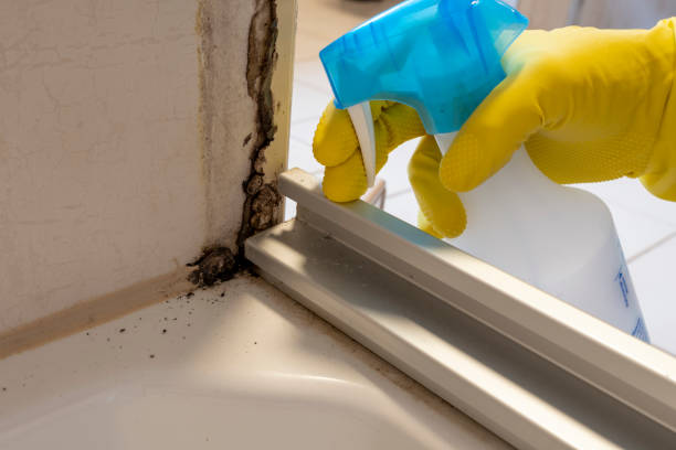 Best Water Damage Restoration  in Despard, WV