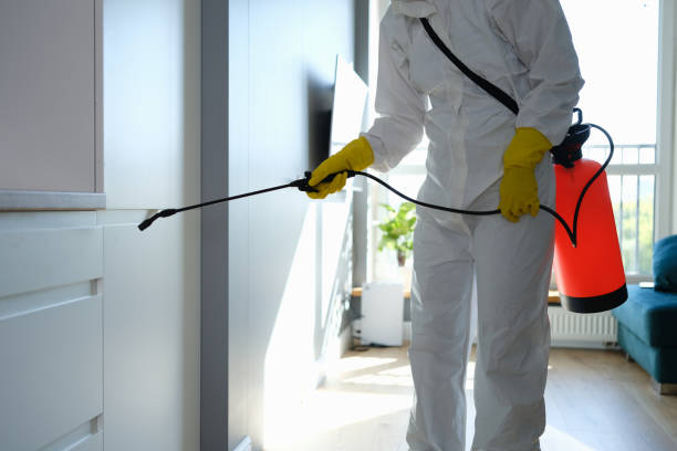 Best Emergency Mold Removal  in Despard, WV