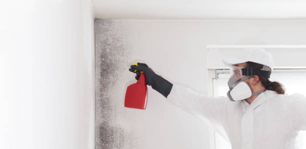 Best Fast Mold Removal  in Despard, WV