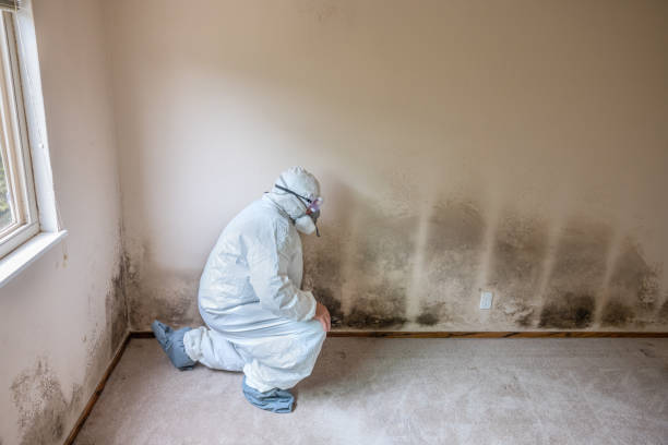 Best Mold Removal Company Near Me  in Despard, WV