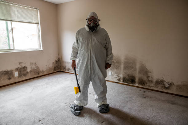 Reliable Despard, WV Mold Removal Solutions