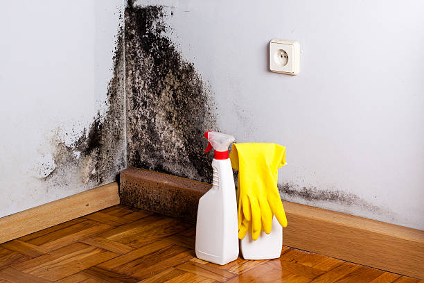 Mold Testing and Removal in Despard, WV