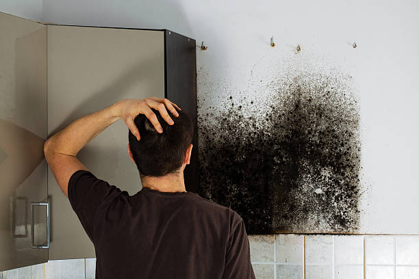 Best Attic Mold Removal  in Despard, WV