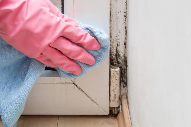 Best Same-Day Mold Removal  in Despard, WV