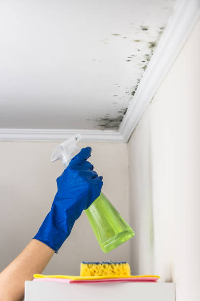 Best Mold Damage Repair  in Despard, WV